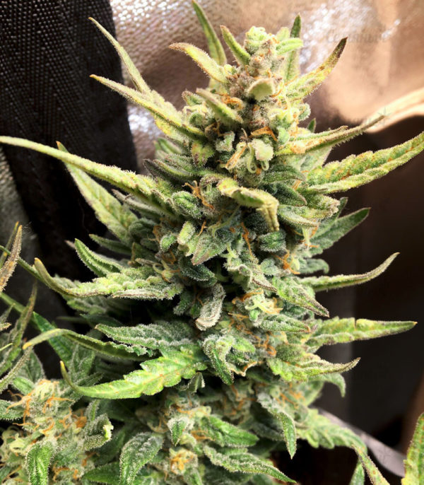 Семена сорта Gorilla (Dinafem Seeds) — изображение 4