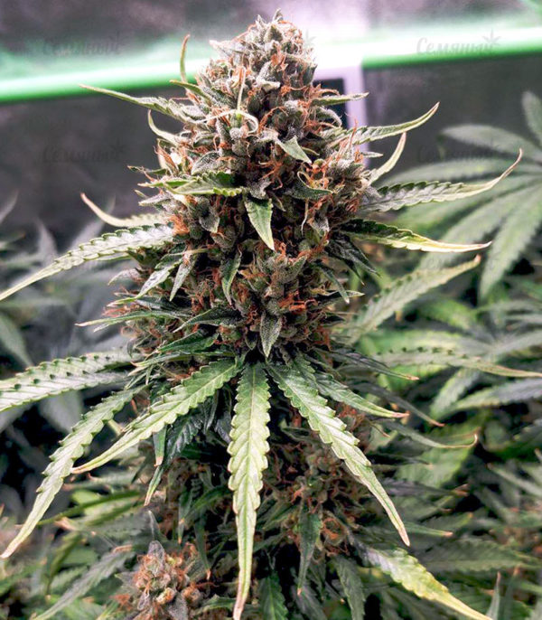 Семена сорта Gorilla (Dinafem Seeds) — изображение 5
