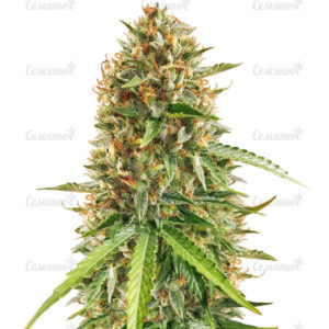 Семена сорта Gorilla (Dinafem Seeds)
