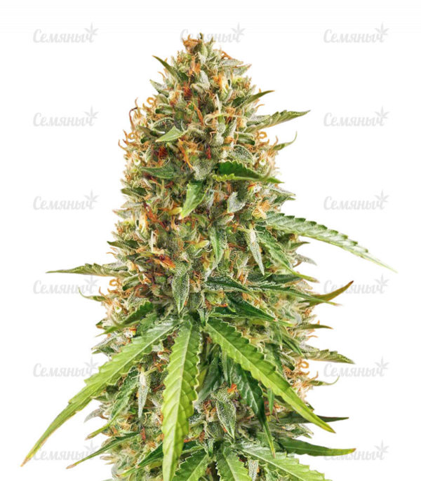 Семена сорта Gorilla (Dinafem Seeds)