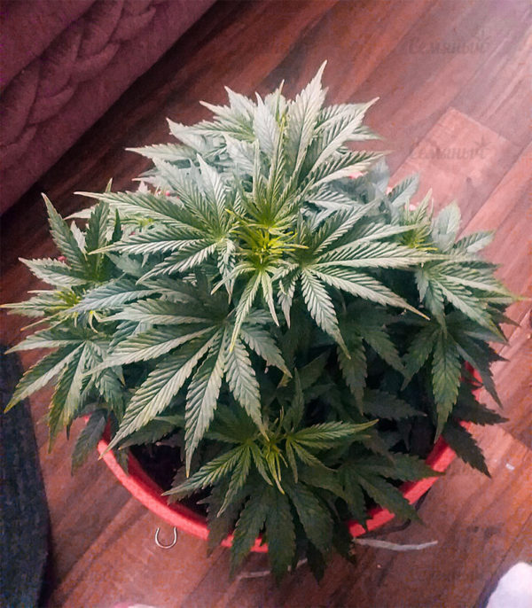Семена сорта Gorilla (Dinafem Seeds) — изображение 6