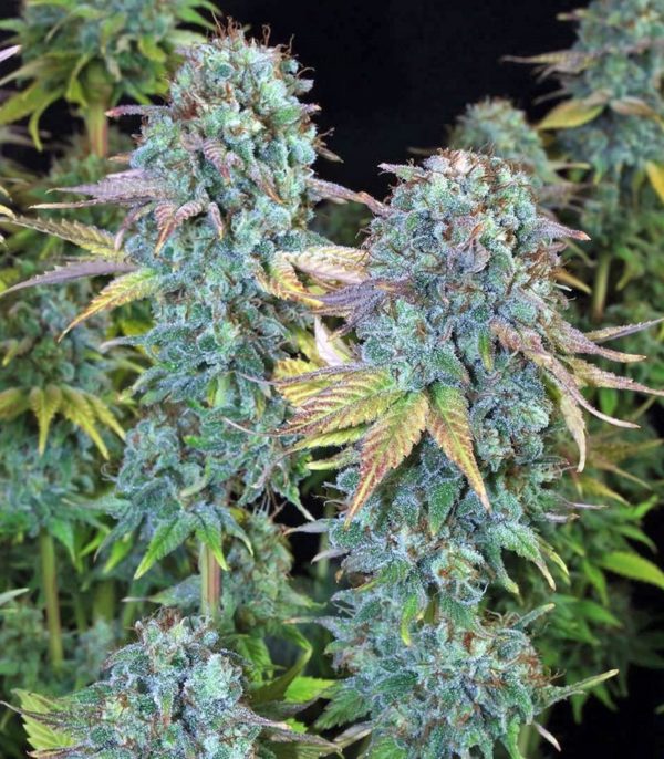 Семена сорта Blueberry (Dutch Passion) — изображение 6