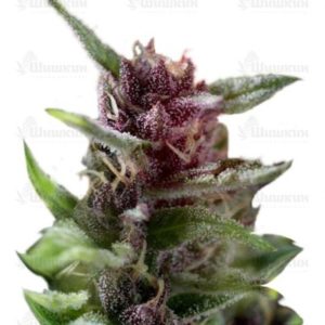 Семена сорта Shaman regular (Dutch Passion)