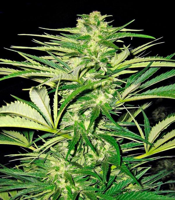 Семена сорта Auto AK (Female Seeds) — изображение 5