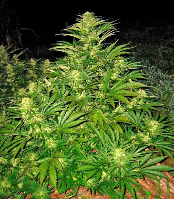 Семена сорта Auto AK (Female Seeds) — изображение 6