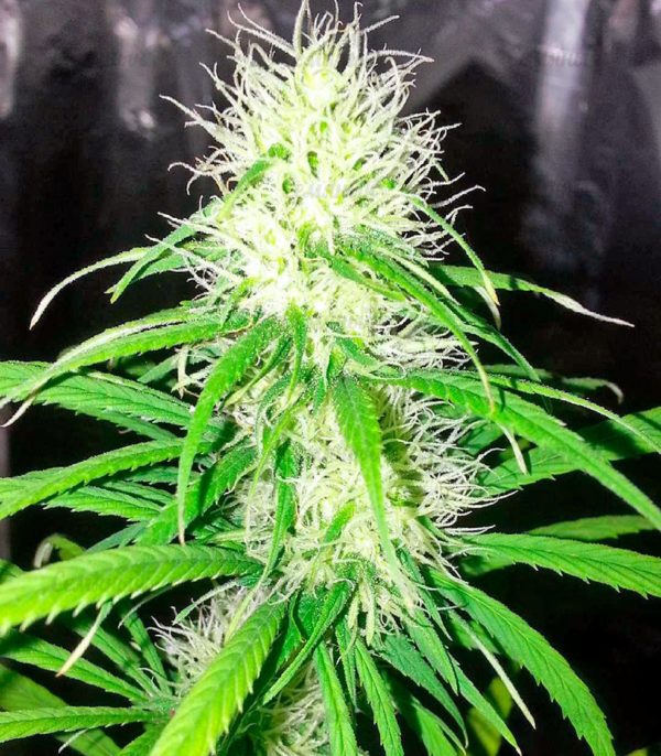Семена сорта Auto AK (Female Seeds) — изображение 7