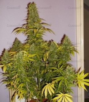 Семена сорта Dinachem (Dinafem Seeds) — изображение 4