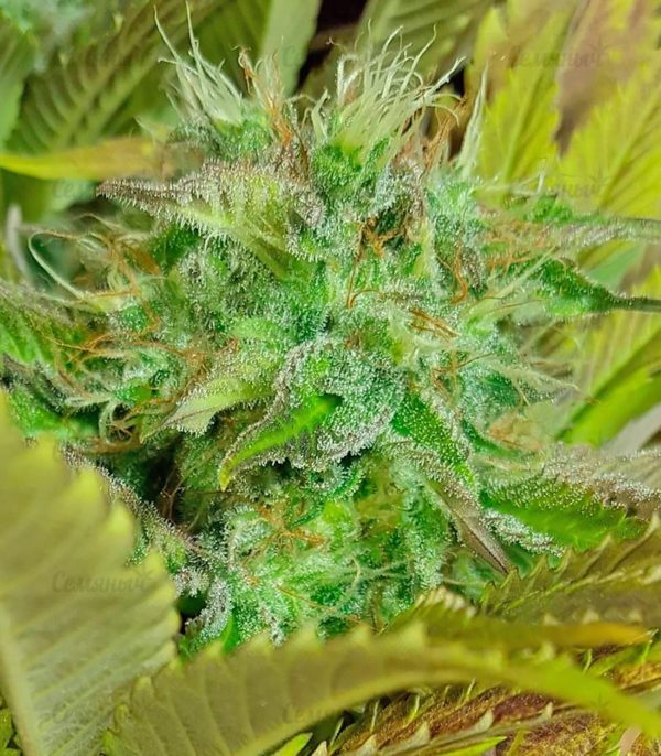 Семена сорта Super Extra Skunk (Victory Seeds) — изображение 5