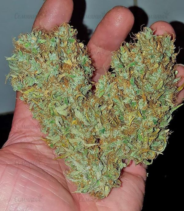 Семена сорта Super Extra Skunk (Victory Seeds) — изображение 7