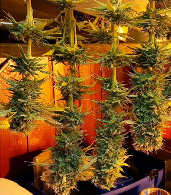 Семена сорта Super Extra Skunk (Victory Seeds) — изображение 8