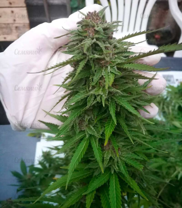 Семена сорта Tangerine Dream Auto (Barney's Farm) — изображение 8