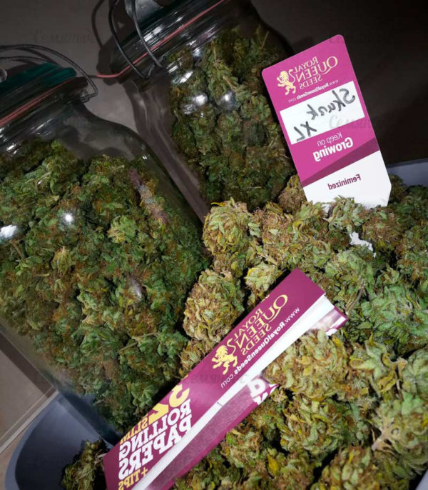 Семена сорта Tangerine Dream Auto (Barney's Farm) — изображение 7
