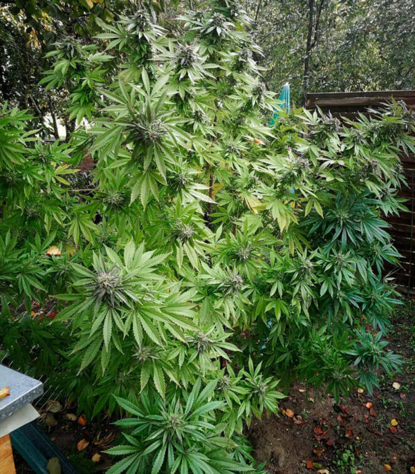 Семена сорта Tangerine Dream Auto (Barney's Farm) — изображение 9