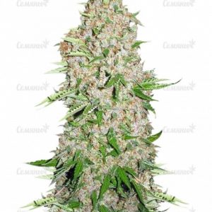 Семена сорта Critical Mass CBD (Dinafem Seeds)