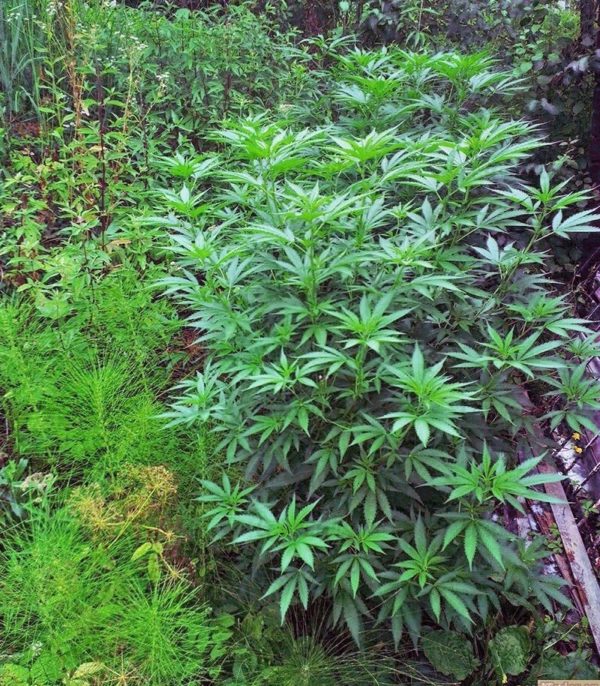 Семена сорта Tangerine Dream Auto (Barney's Farm) — изображение 4