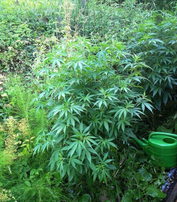 Семена сорта Tangerine Dream Auto (Barney's Farm) — изображение 6