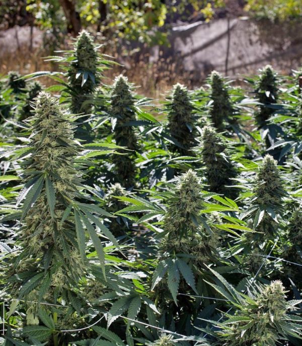 Семена сорта Blue Pyramid (Pyramid Seeds) — изображение 4