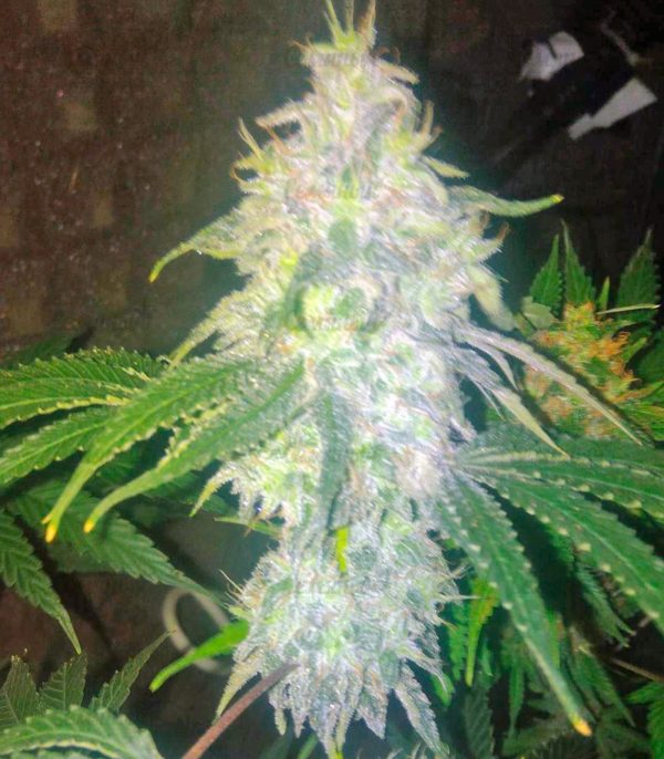 Семена сорта Blue Pyramid (Pyramid Seeds) — изображение 5