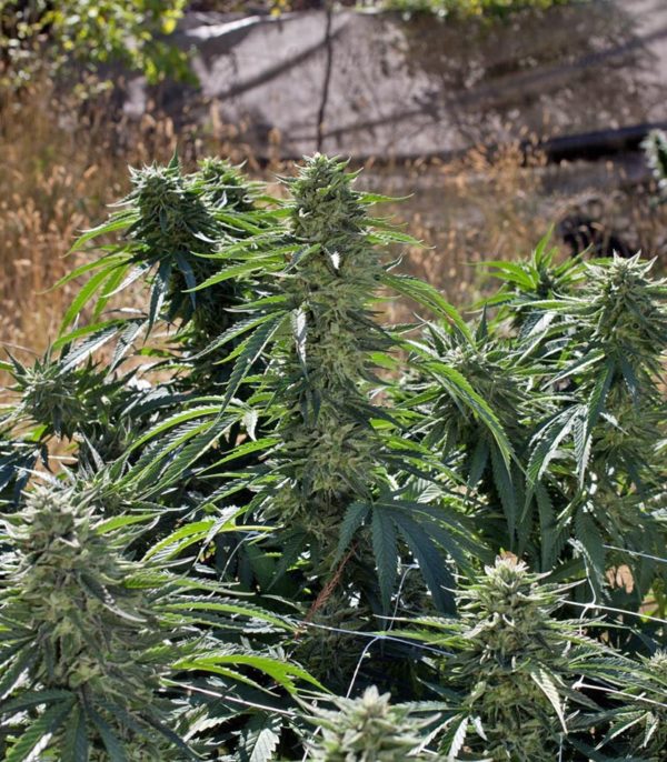 Семена сорта Blue Pyramid (Pyramid Seeds) — изображение 6