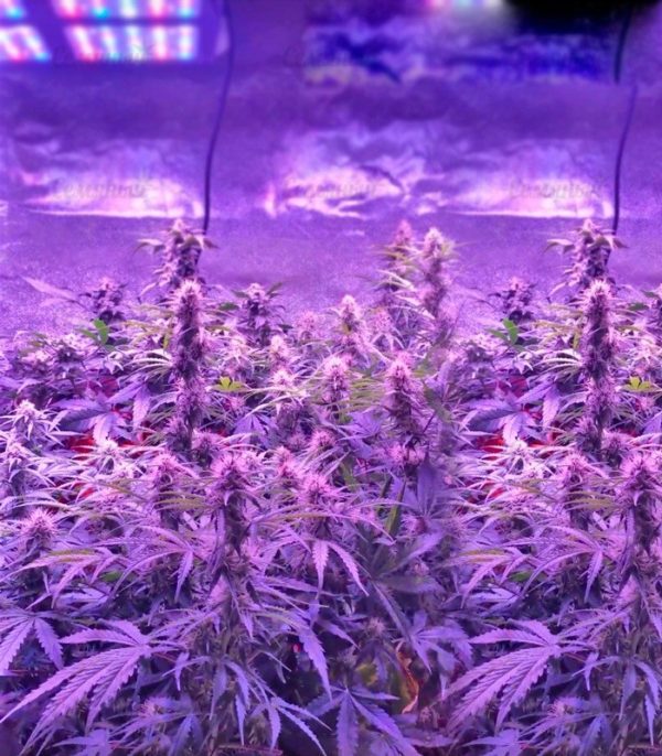 Семена сорта Amnesia Gold (Pyramid Seeds) — изображение 4