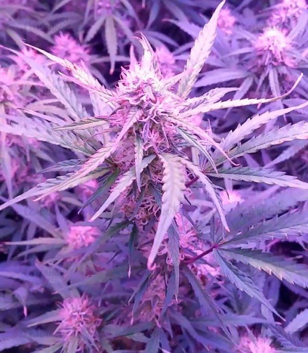 Семена сорта Amnesia Gold (Pyramid Seeds) — изображение 5