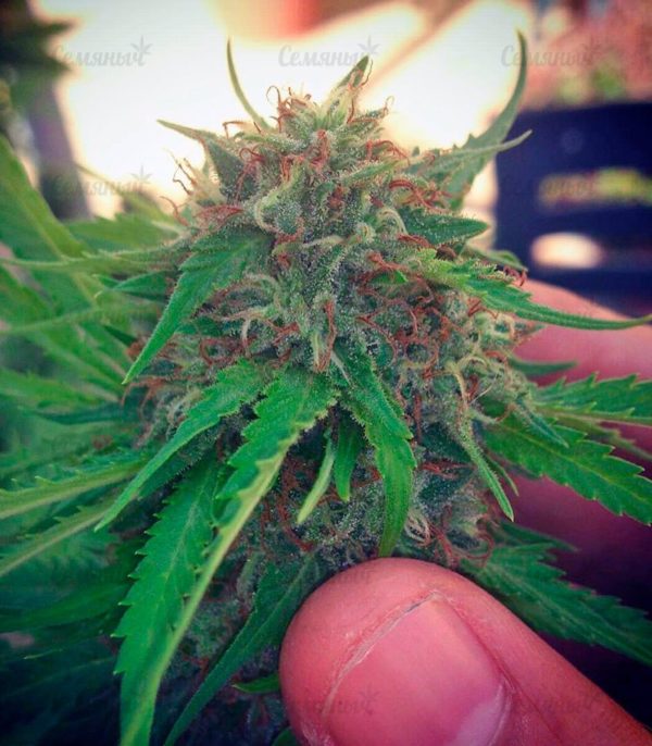 Семена сорта Arjan's Strawberry Haze — изображение 4