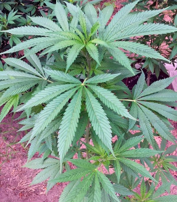 Семена сорта Arjan's Strawberry Haze — изображение 5