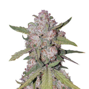 Stardawg auto (FastBuds) семена конопли