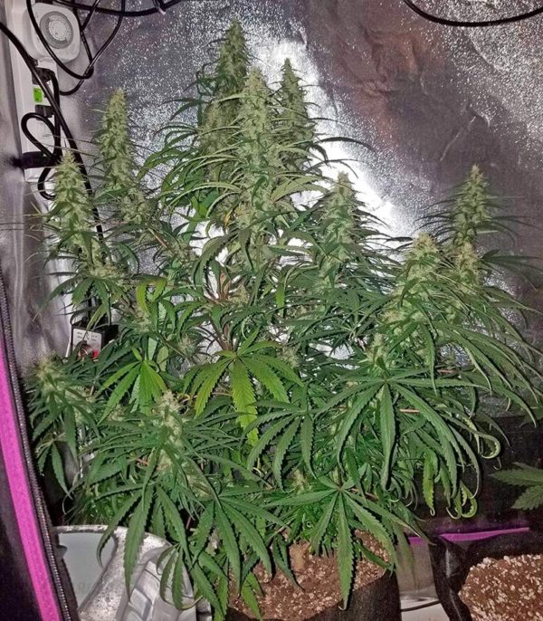 Семена сорта Neville Haze Auto (World of Seeds) — изображение 5