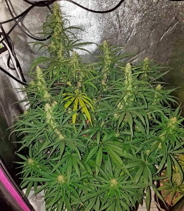 Семена сорта Neville Haze Auto (World of Seeds) — изображение 6