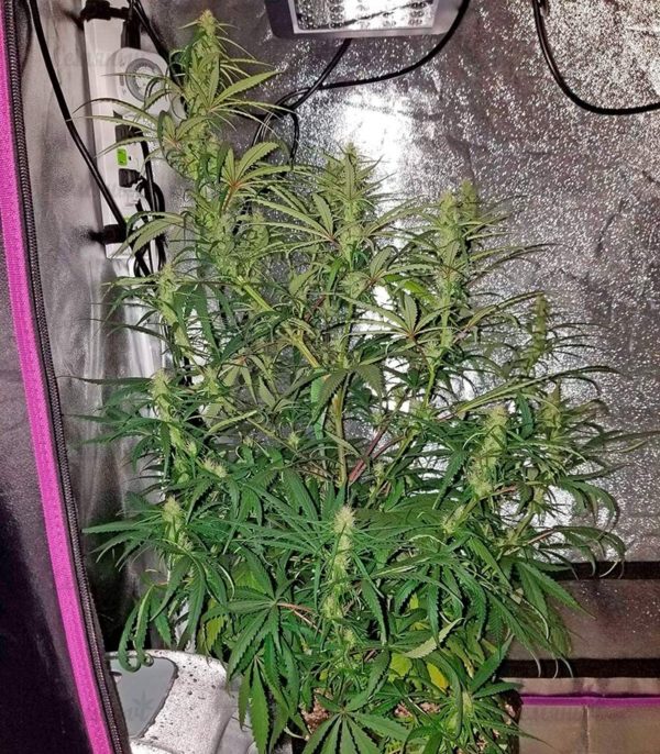Семена сорта Neville Haze Auto (World of Seeds) — изображение 7