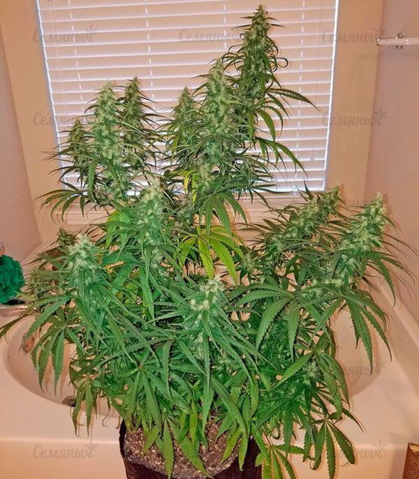 Семена сорта Neville Haze Auto (World of Seeds) — изображение 8