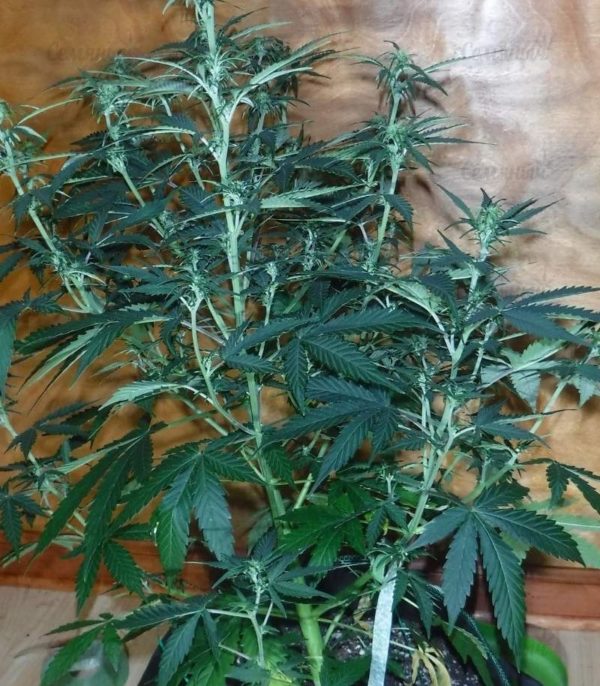 Семена сорта Green Wild Shark (Victory Seeds) — изображение 4