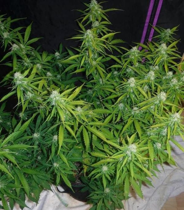 Семена сорта Green Wild Shark (Victory Seeds) — изображение 5