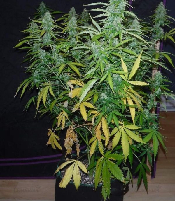 Семена сорта Green Wild Shark (Victory Seeds) — изображение 6