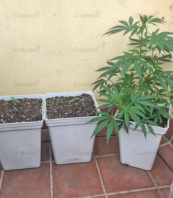 Семена сорта Colombian Gold (World of Seeds) — изображение 5