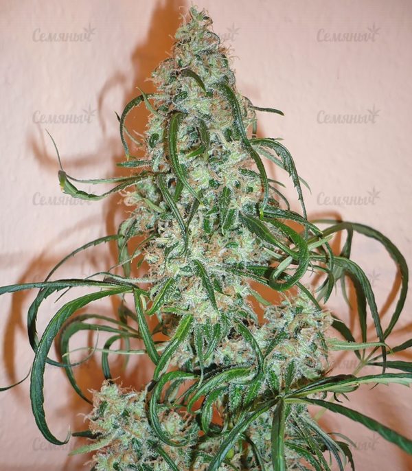 Семена сорта Grapefruit auto (FastBuds) — изображение 4