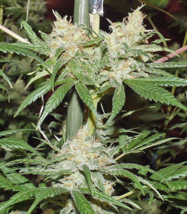 Семена сорта Grapefruit auto (FastBuds) — изображение 6