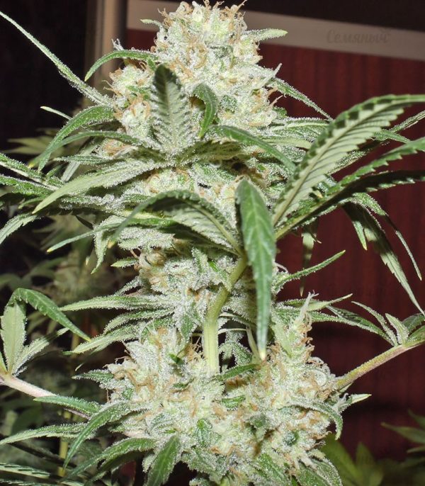 Семена сорта Grapefruit auto (FastBuds) — изображение 7