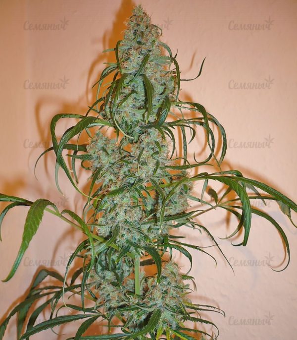 Семена сорта Grapefruit auto (FastBuds) — изображение 8