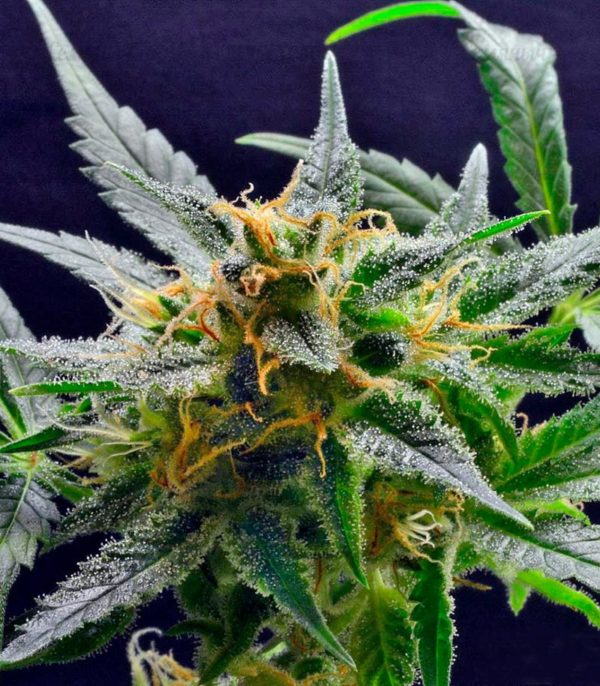 Семена сорта Super Mazar (Victory Seeds) — изображение 4