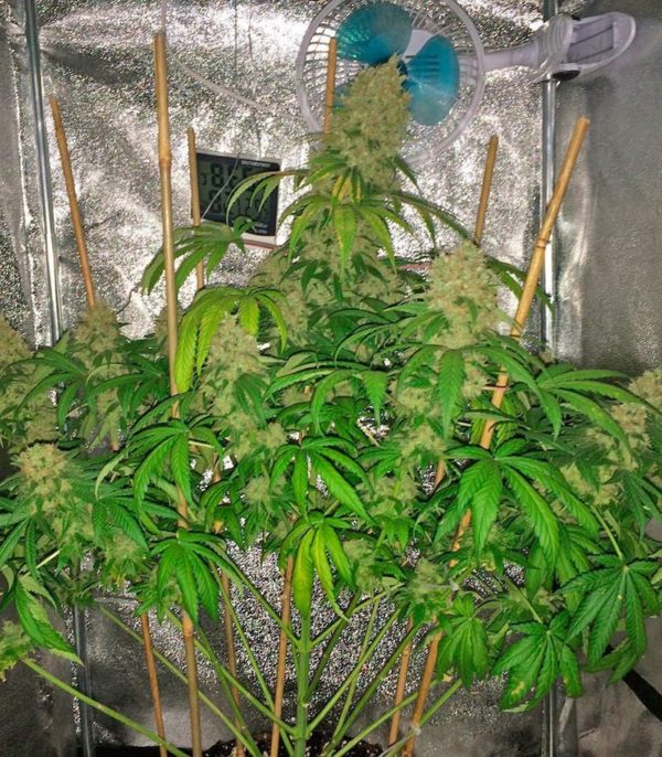 Семена сорта Super Mazar (Victory Seeds) — изображение 6