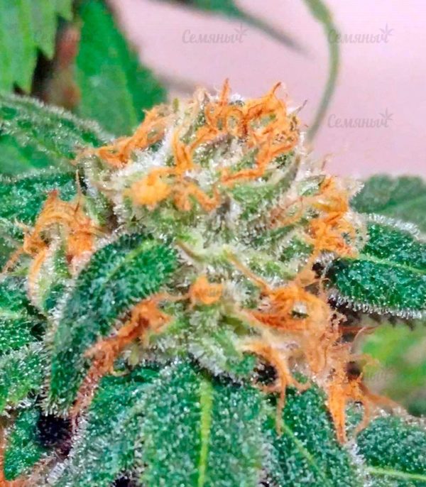 Семена сорта Super Mazar (Victory Seeds) — изображение 7