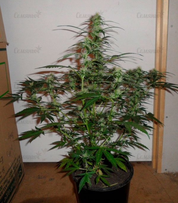 Семена сорта VIP Dwarf Auto (VIP seeds) — изображение 4