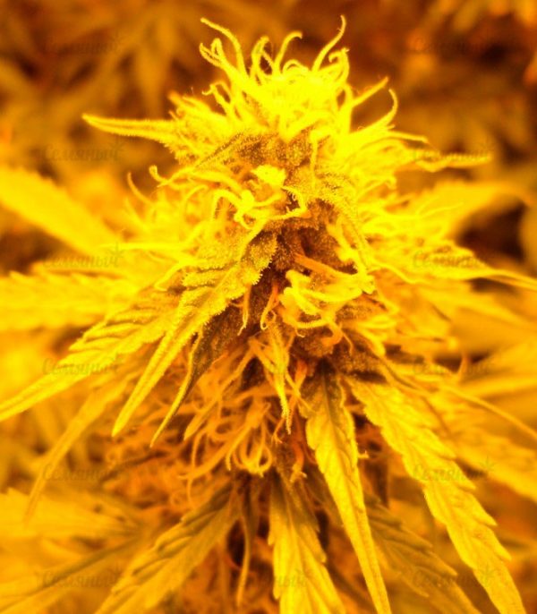 Семена сорта VIP Dwarf Auto (VIP seeds) — изображение 5