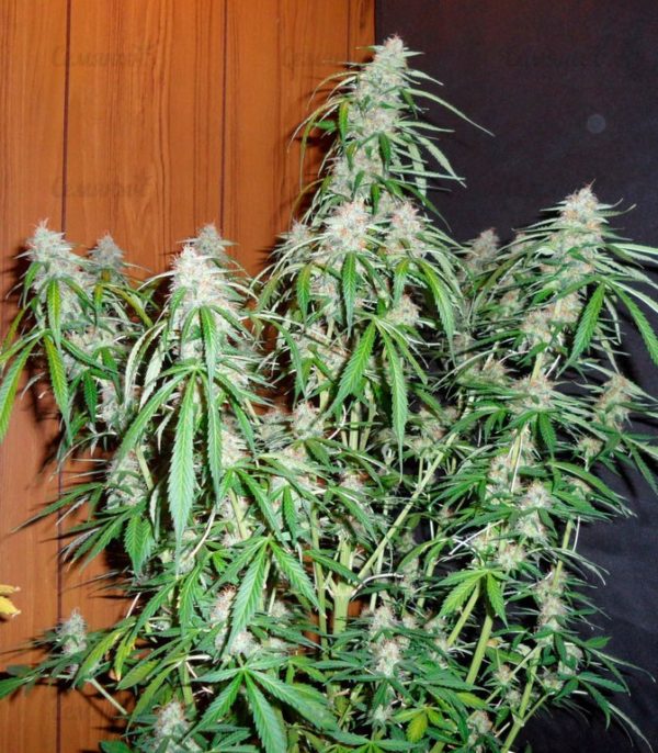 Семена сорта VIP Dwarf Auto (VIP seeds) — изображение 6