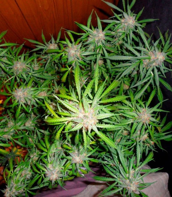 Семена сорта VIP Dwarf Auto (VIP seeds) — изображение 7