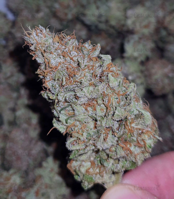 Семена сорта Goldmine (Heavyweight Seeds) — изображение 2