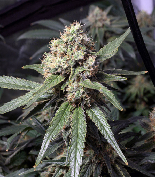 Семена сорта Goldmine (Heavyweight Seeds) — изображение 3