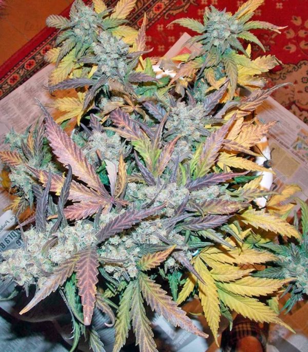 Семена сорта New York City (Pyramid Seeds) — изображение 4